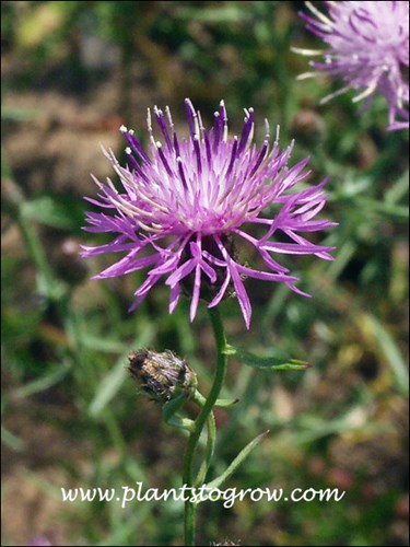 The outer rings of forked disc flowers are sterile.